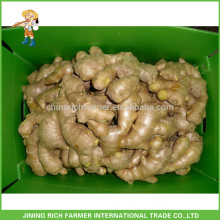 Fresh Ginger Chinese Ginger Exporter in China